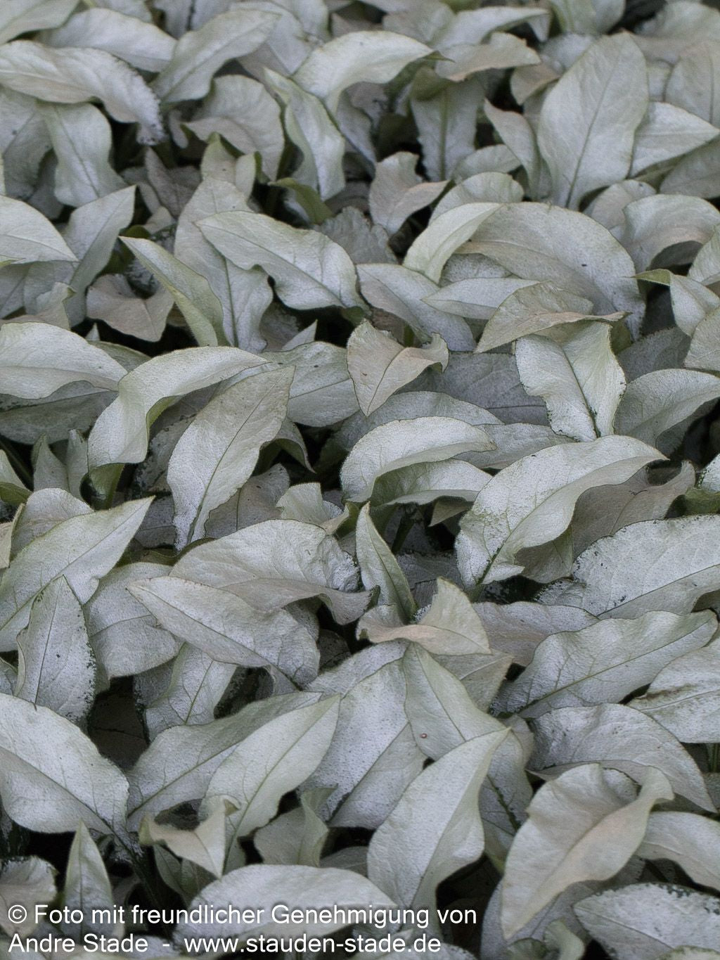Großgeflecktes Lungenkraut 'Majeste' (Pulmonaria saccharata)