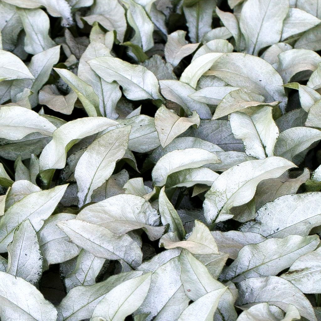 Großgeflecktes Lungenkraut 'Majeste' (Pulmonaria saccharata)