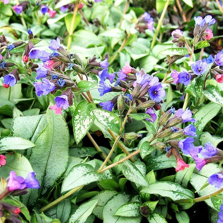 Großgeflecktes Lungenkraut 'Majeste' (Pulmonaria saccharata)