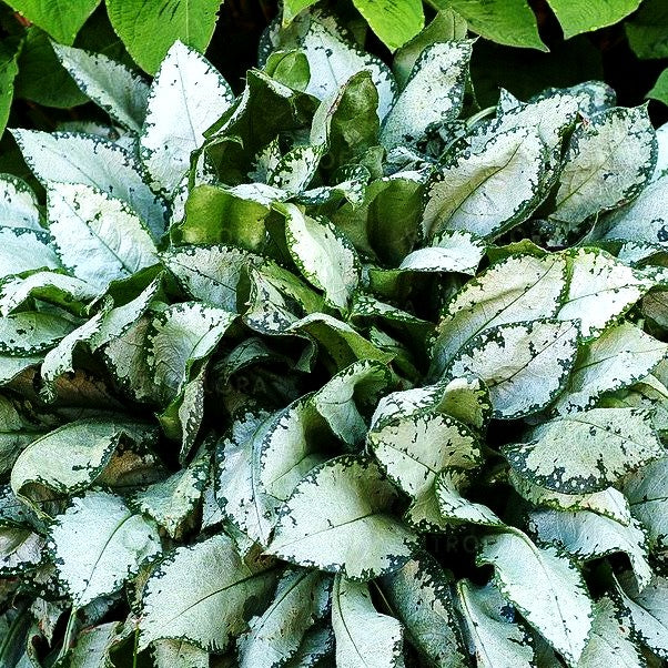 Großgeflecktes Lungenkraut 'Moonshine' (Pulmonaria saccharata)