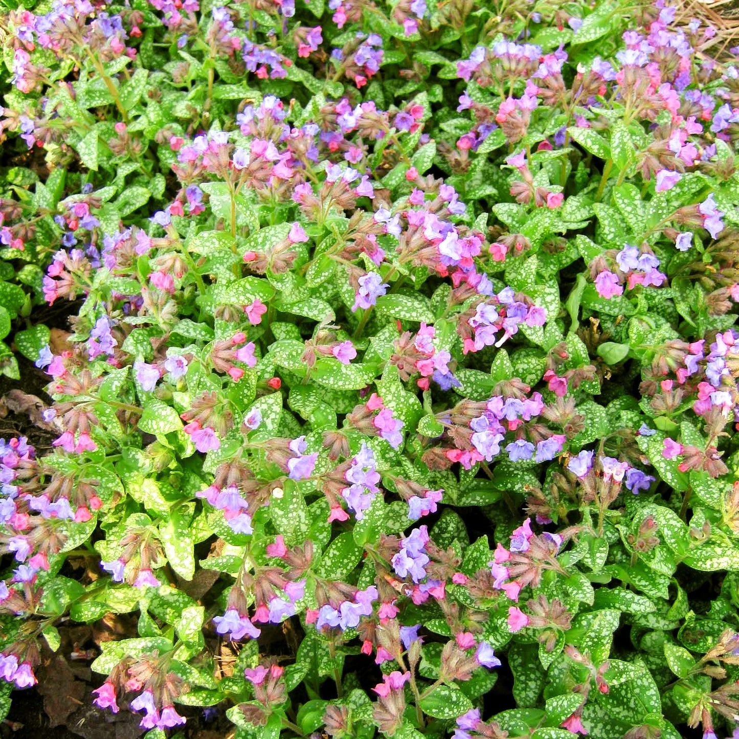 Großgeflecktes Lungenkraut 'Mrs Moon' (Pulmonaria saccharata)