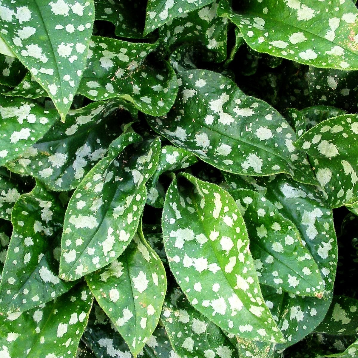 Großgeflecktes Lungenkraut 'Mrs Moon' (Pulmonaria saccharata)