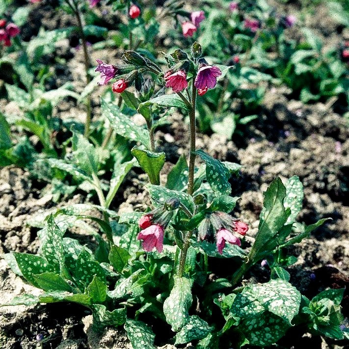 Großgeflecktes Lungenkraut 'Mrs Moon' (Pulmonaria saccharata)