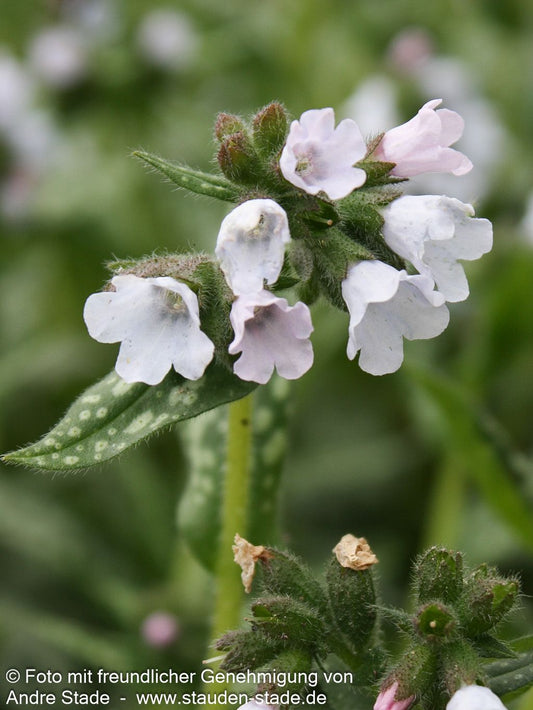 Großgeflecktes Lungenkraut 'Opal' (Pulmonaria saccharata)