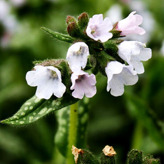 Großgeflecktes Lungenkraut 'Opal' (Pulmonaria saccharata)