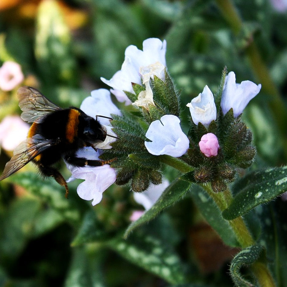 Großgeflecktes Lungenkraut 'Opal' (Pulmonaria saccharata)