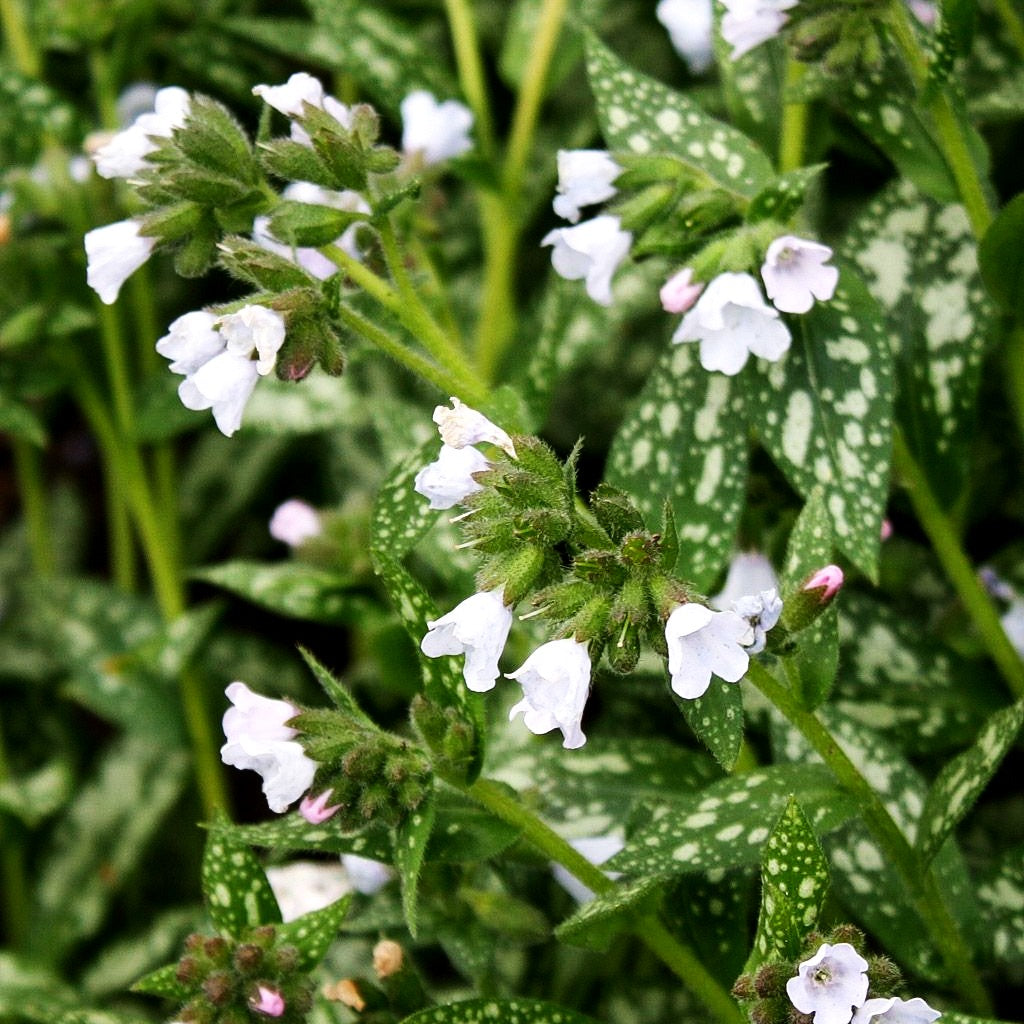 Großgeflecktes Lungenkraut 'Opal' (Pulmonaria saccharata)