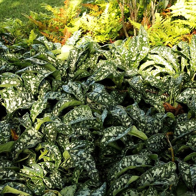 Großgeflecktes Lungenkraut 'Opal' (Pulmonaria saccharata)
