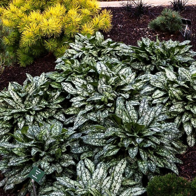 Großgeflecktes Lungenkraut 'Opal' (Pulmonaria saccharata)