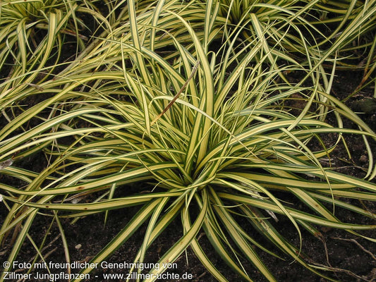 Grün-Goldene Japan-Segge 'Evergold' (Carex oshimensis)