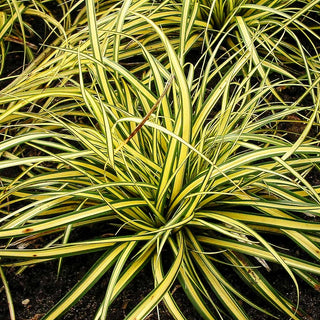 Grün-Goldene Japan-Segge 'Evergold' (Carex oshimensis)
