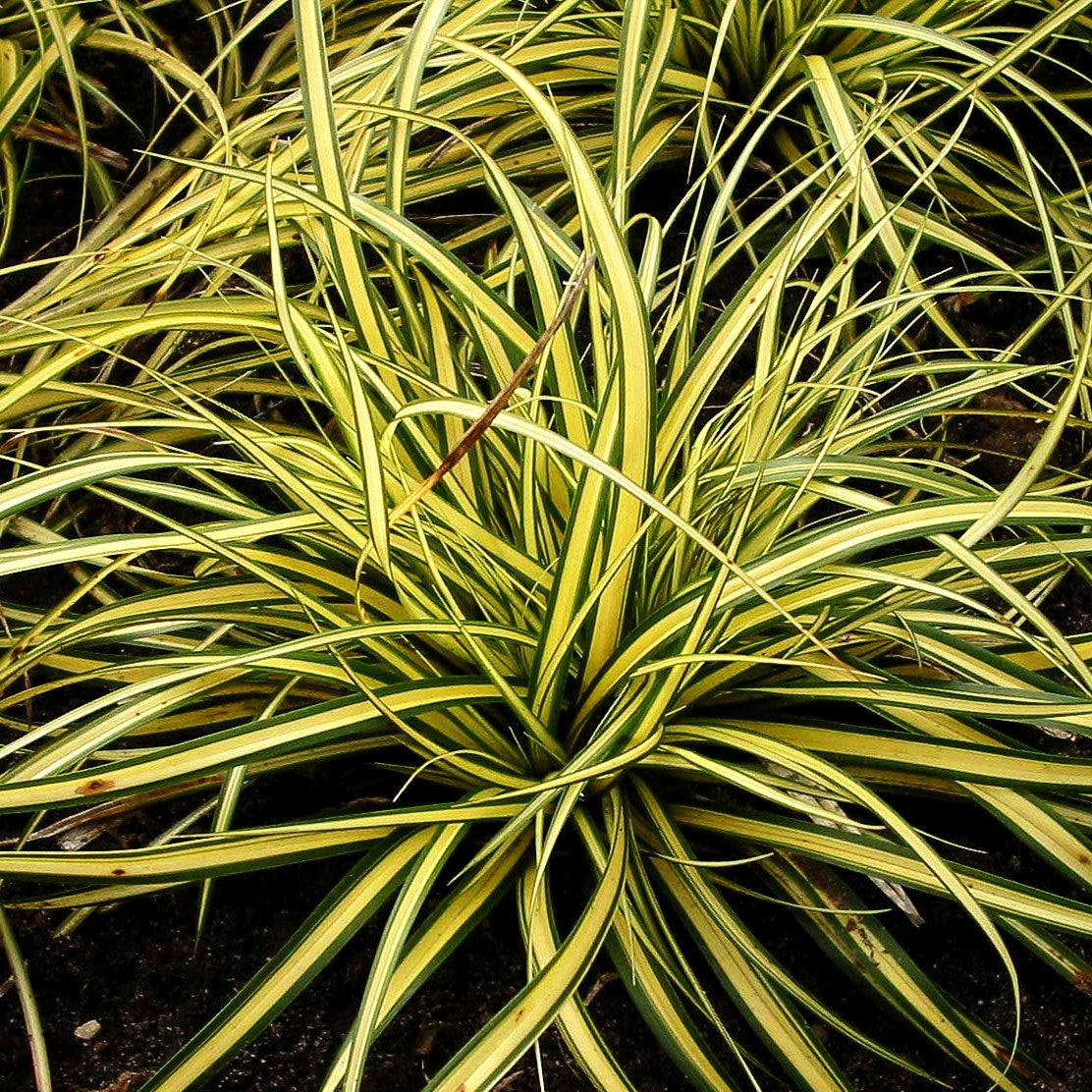 Grün-Goldene Japan-Segge 'Evergold' (Carex oshimensis)