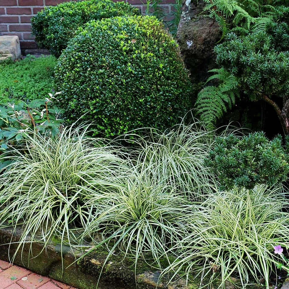 Grün-Goldene Japan-Segge 'Evergold' (Carex oshimensis)