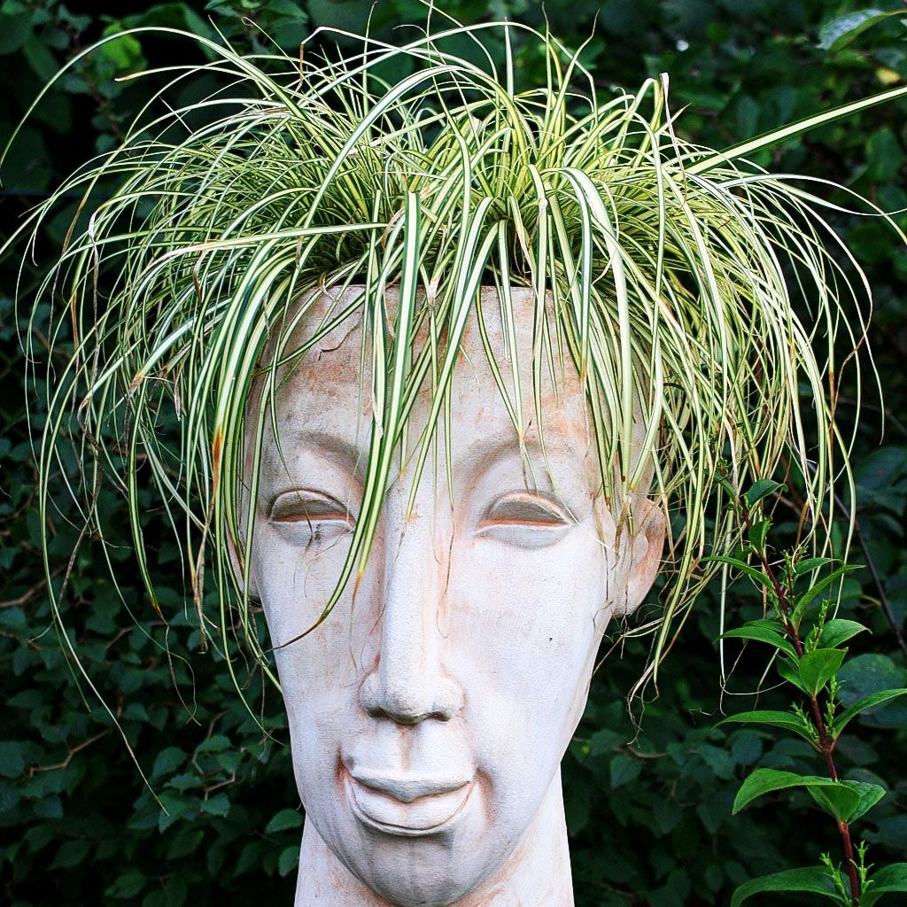 Grün-Goldene Japan-Segge 'Evergold' (Carex oshimensis)