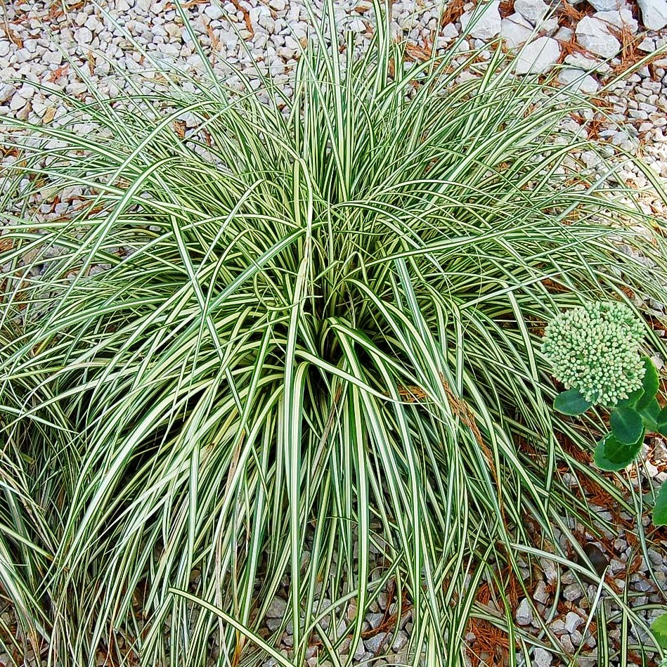 Grün-Goldene Japan-Segge 'Evergold' (Carex oshimensis)