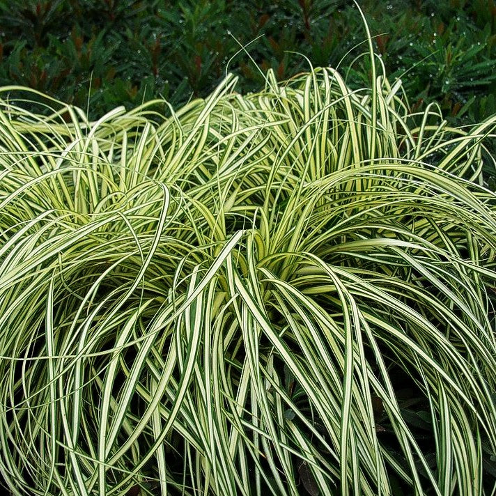 Grün-Goldene Japan-Segge 'Evergold' (Carex oshimensis)