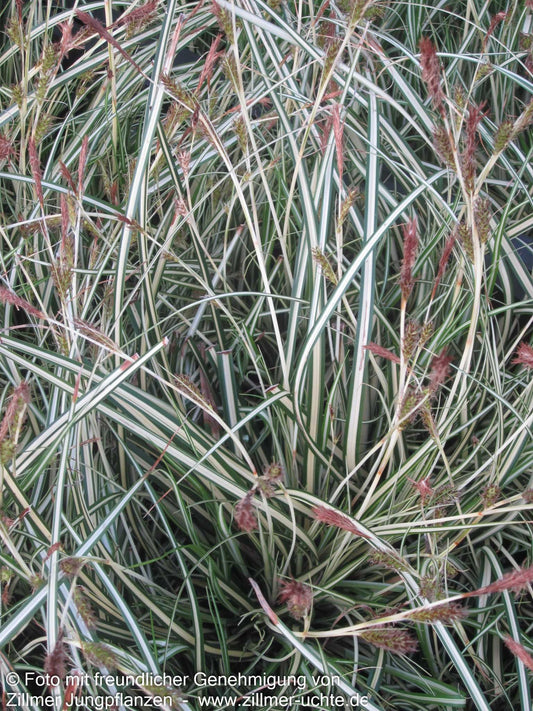 Grün-Weiße Japan-Segge 'Ice Cream' (Carex oshimensis)