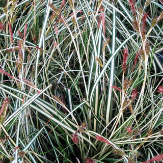 Grün-Weiße Japan-Segge 'Ice Cream' (Carex oshimensis)