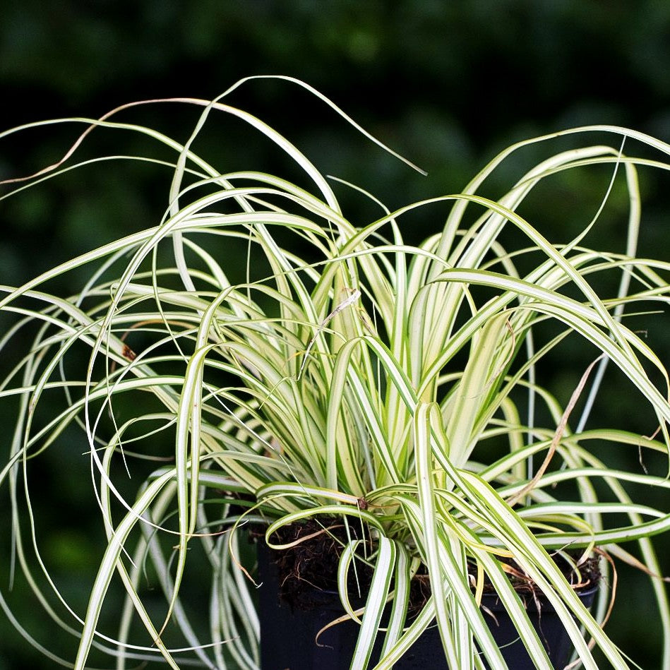 Grün-Weiße Japan-Segge 'Ice Cream' (Carex oshimensis)