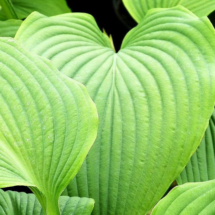 Grünblättrige Riesen-Funkie (Hosta elata)
