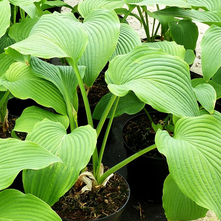 Grünblättrige Riesen-Funkie (Hosta elata)