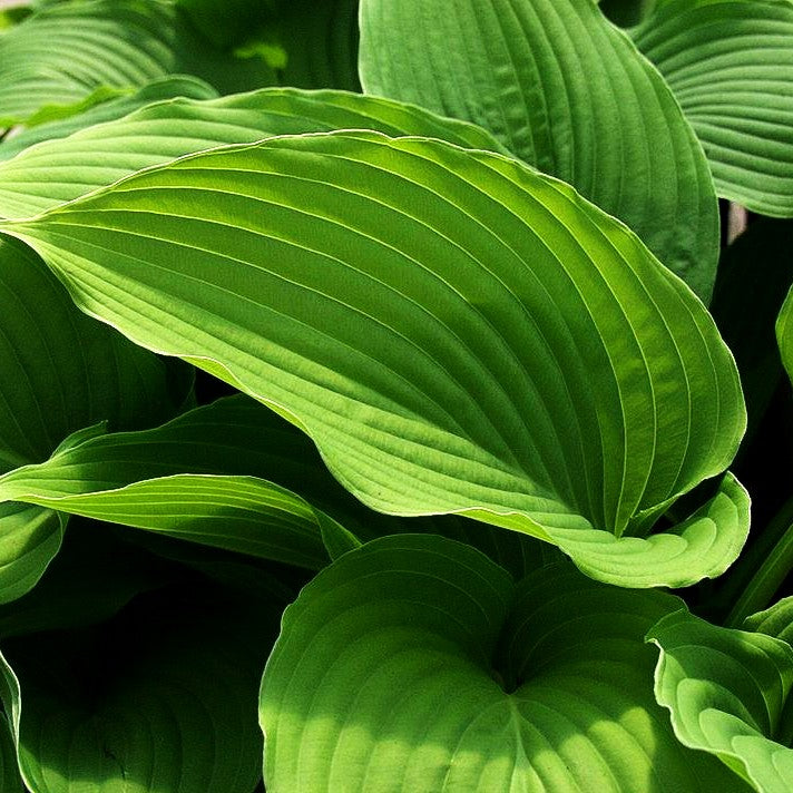 Grünblättrige Riesen-Funkie (Hosta elata)