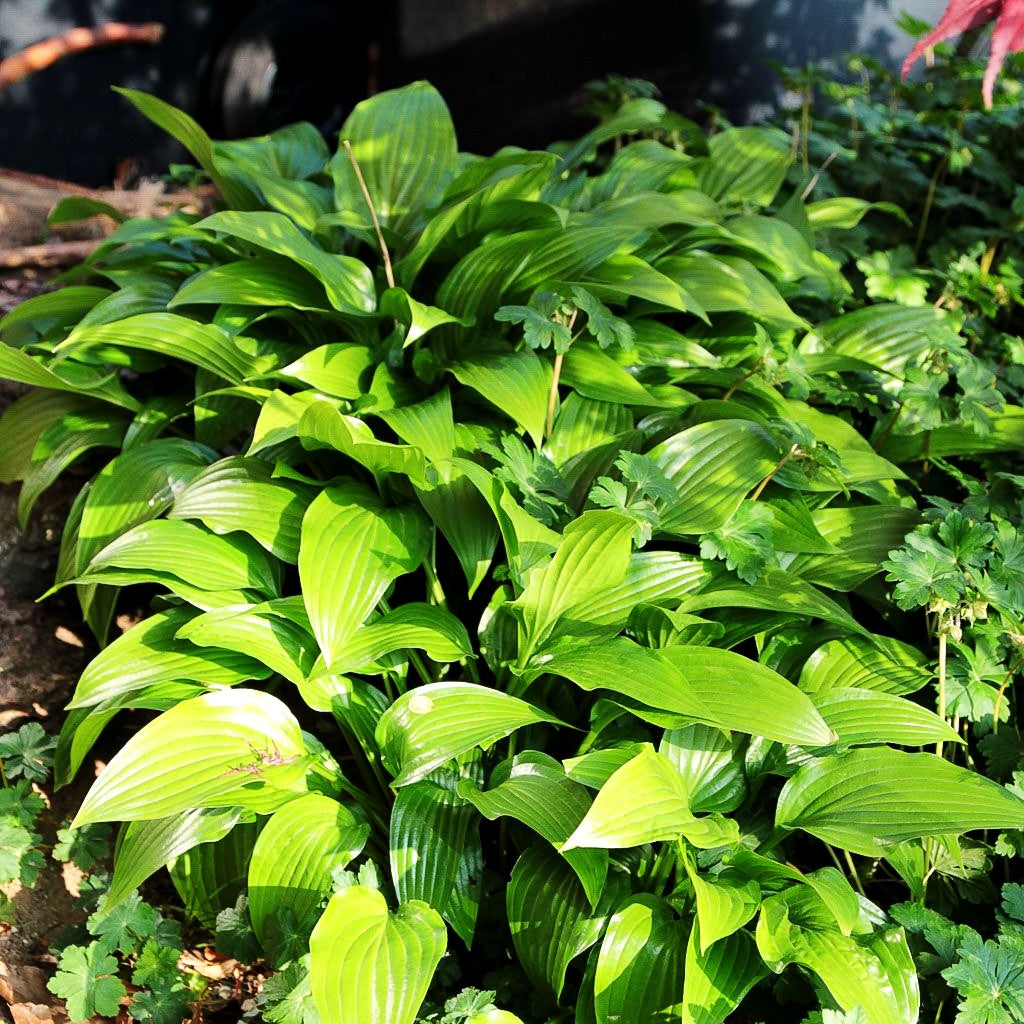 Grünblatt-Funkie 'Devon Green' (Hosta x tardiana)