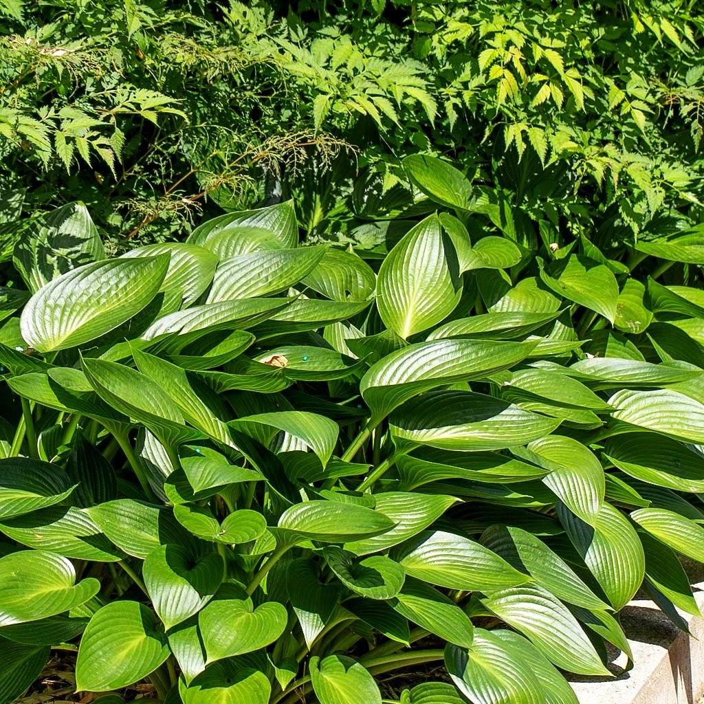 Grünblatt-Funkie 'Devon Green' (Hosta x tardiana)