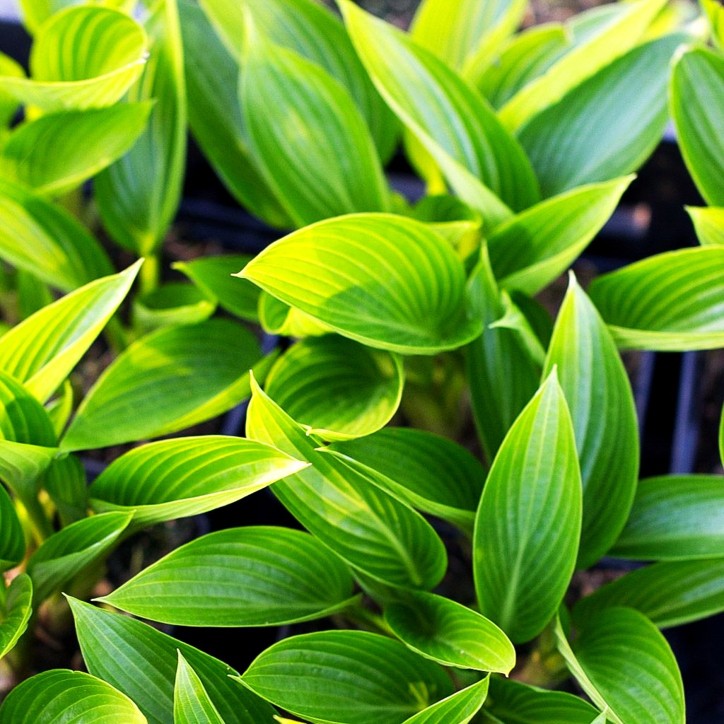 Grünblatt-Funkie 'Devon Green' (Hosta x tardiana)