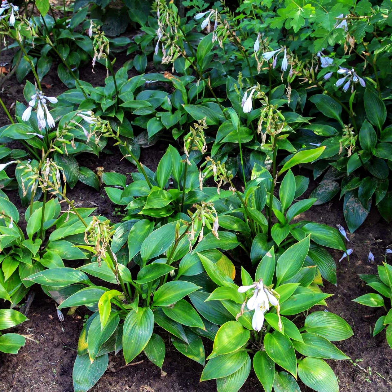 Grünblatt-Funkie 'Devon Green' (Hosta x tardiana)