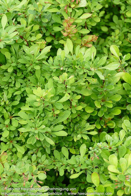 Grüne Hecken-Berberitze (Berberis thunbergii)