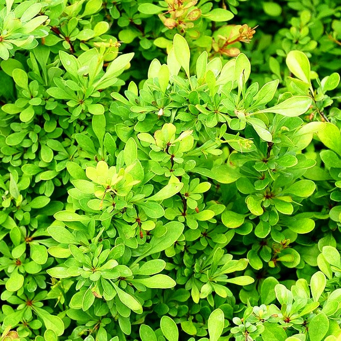 Grüne Hecken-Berberitze (Berberis thunbergii)