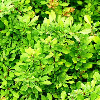Grüne Hecken-Berberitze (Berberis thunbergii)