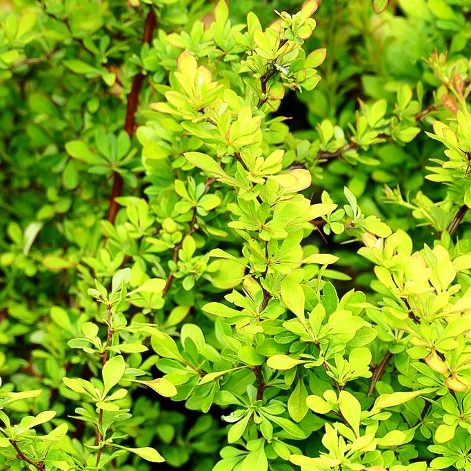 Grüne Hecken-Berberitze (Berberis thunbergii)