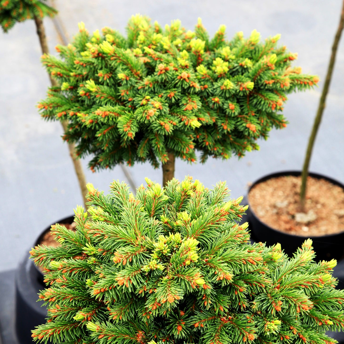Grüne Igel-Fichte 'Krejci' (Picea abies)