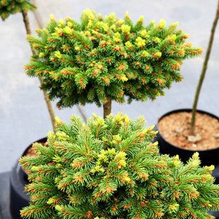 Grüne Igel-Fichte 'Krejci' (Picea abies)