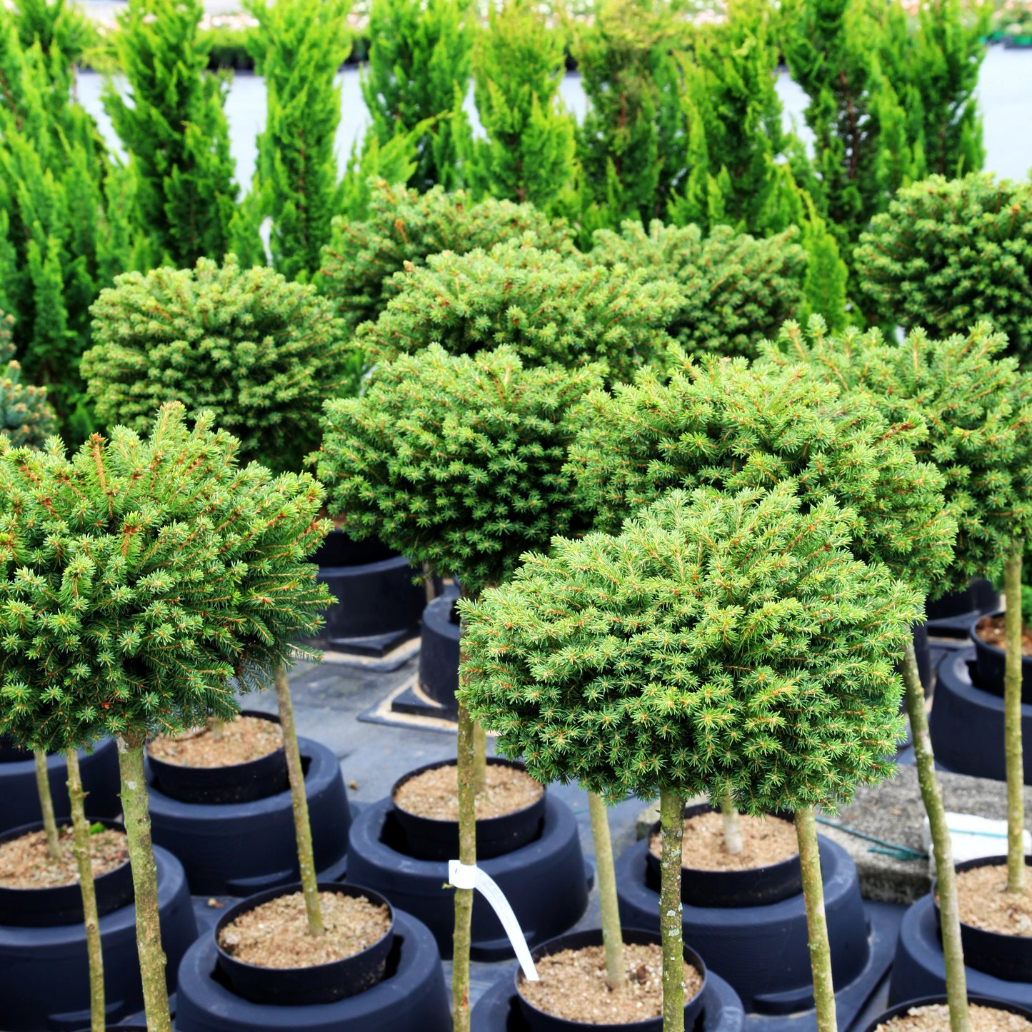 Grüne Igel-Fichte 'Mezisveti' (Picea abies)