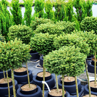 Grüne Igel-Fichte 'Mezisveti' (Picea abies)