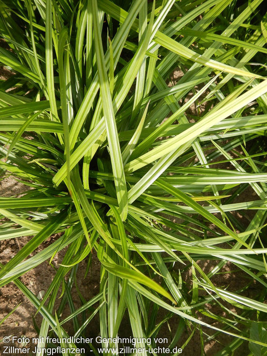 Grüne Japan-Segge 'Greenwell' (Carex oshimensis JS)