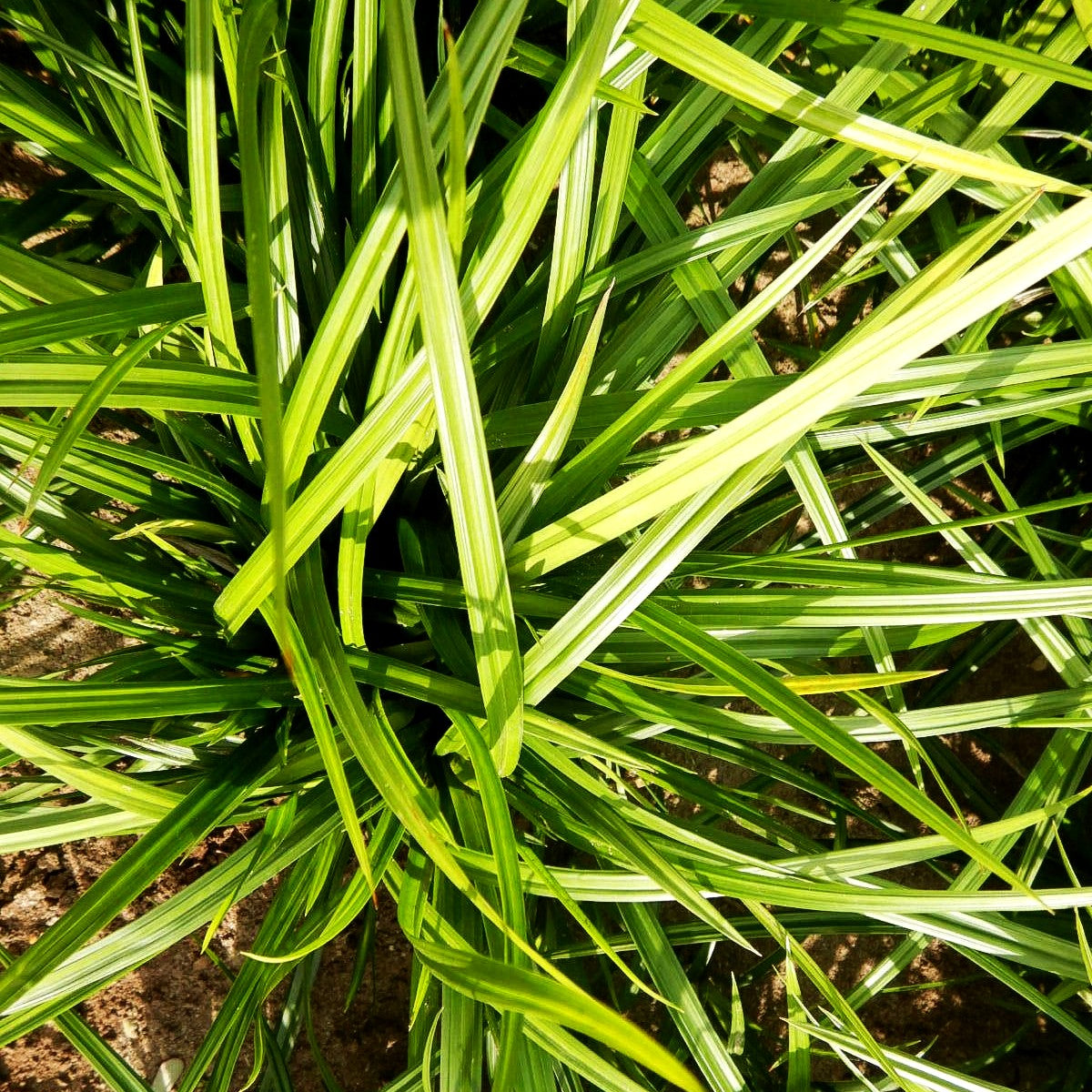 Grüne Japan-Segge 'Greenwell' (Carex oshimensis JS)
