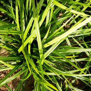Grüne Japan-Segge 'Greenwell' (Carex oshimensis JS)