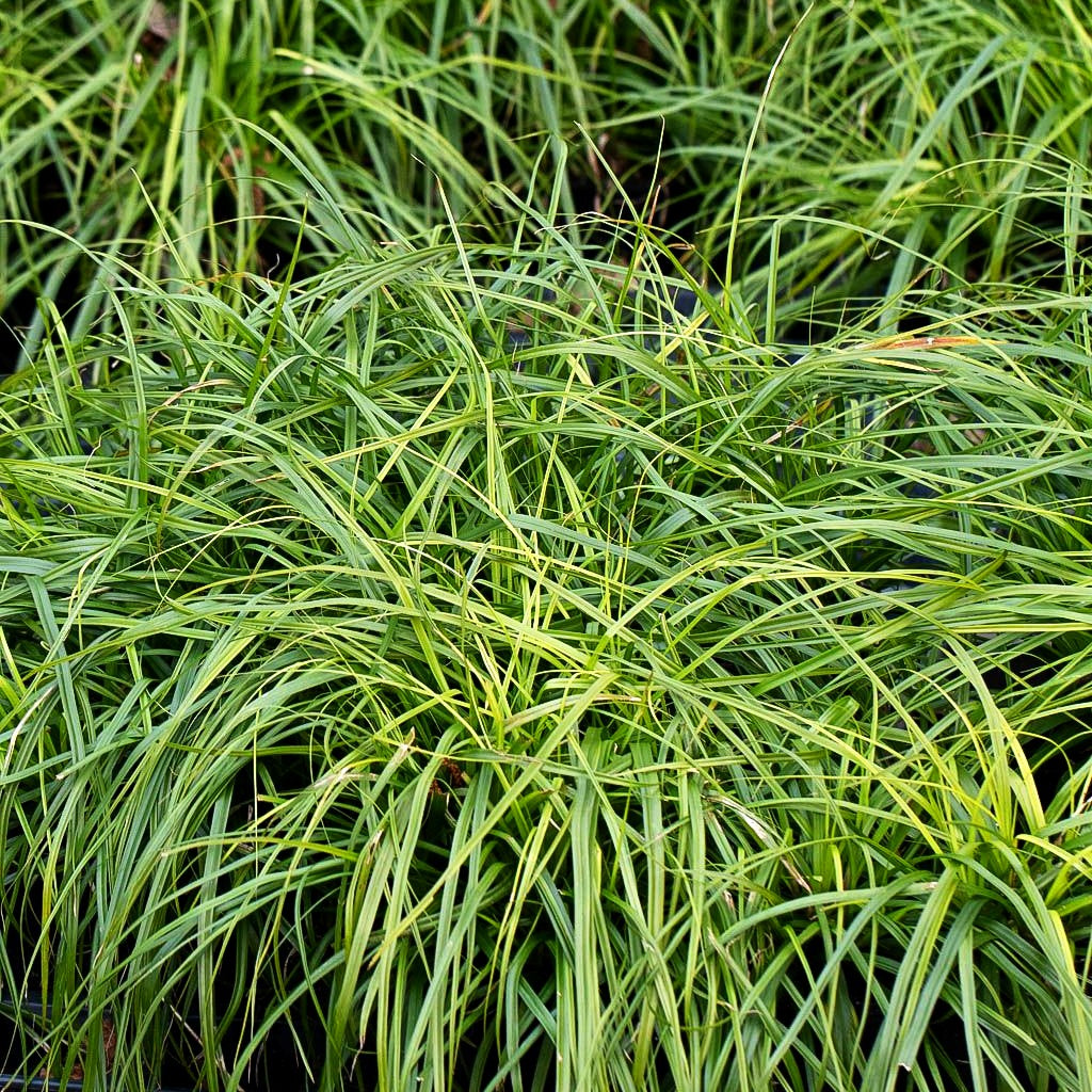 Grüne Japan-Segge 'Greenwell' (Carex oshimensis JS)