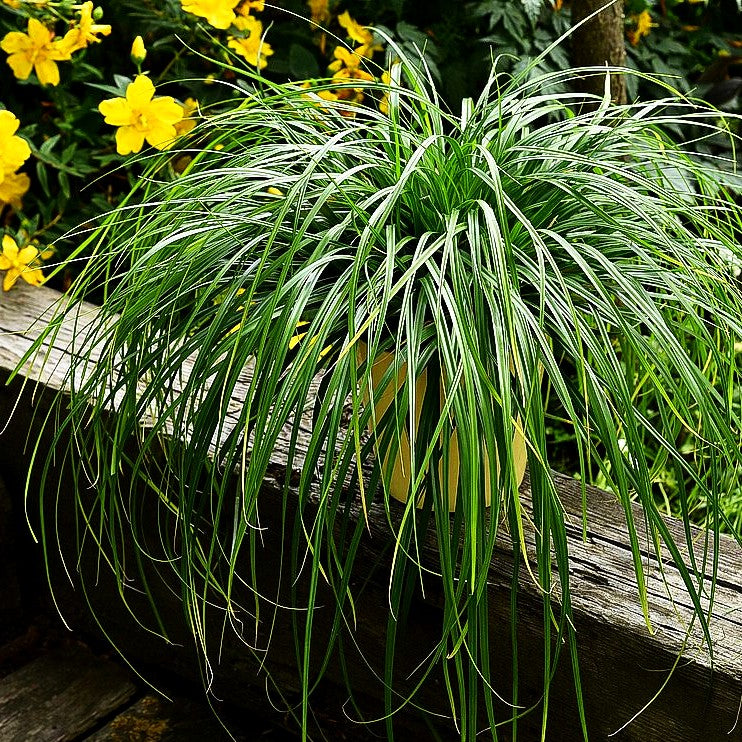 Grüne Japan-Segge 'Greenwell' (Carex oshimensis JS)