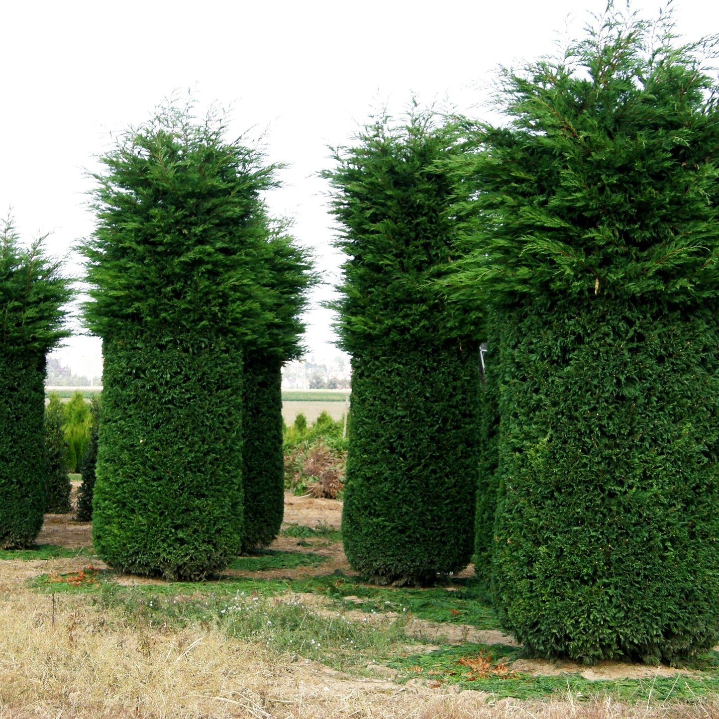 Grüne Leyland-Zypresse (Cupressocyparis leylandii)