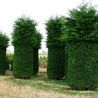 Grüne Leyland-Zypresse (Cupressocyparis leylandii)