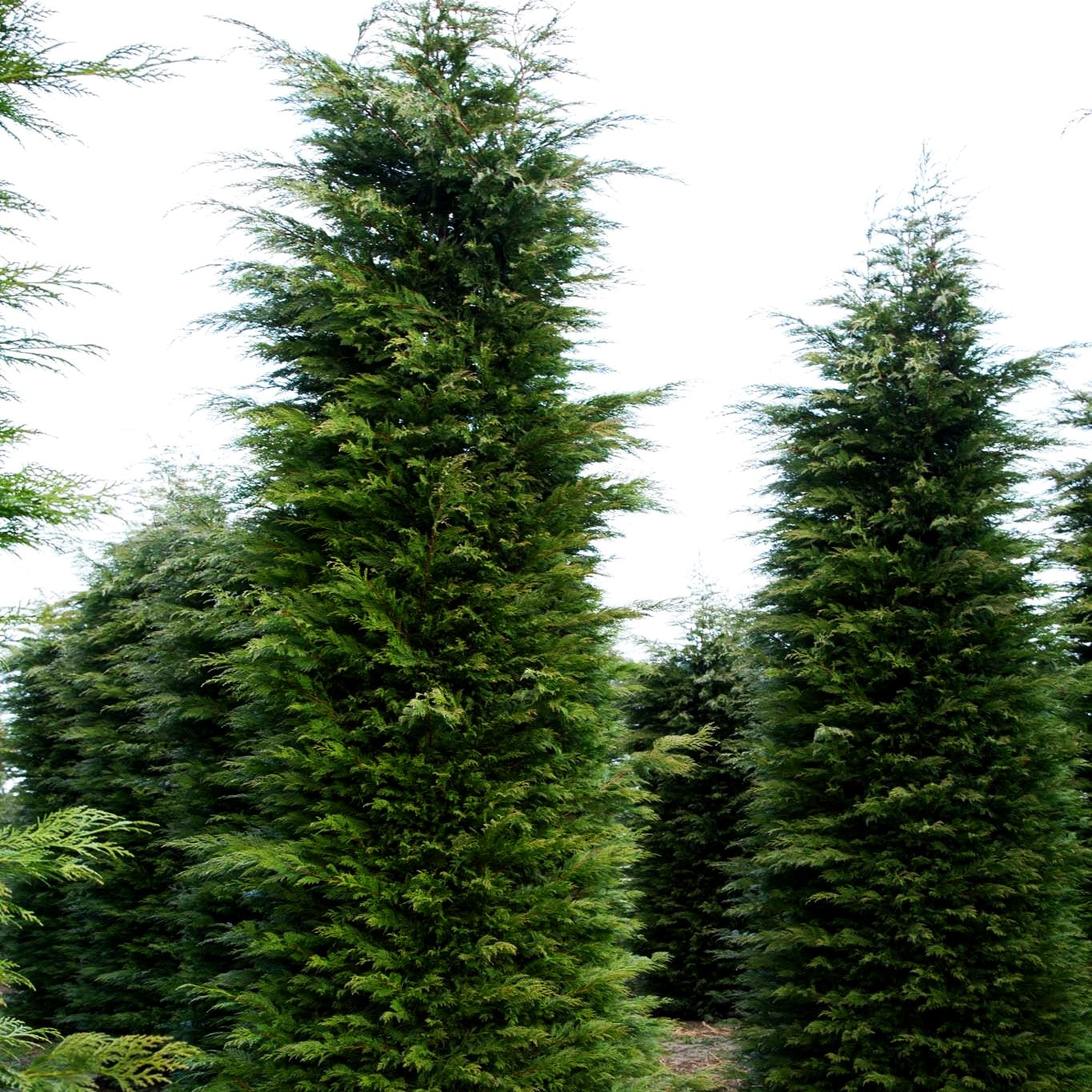 Grüne Leyland-Zypresse (Cupressocyparis leylandii)