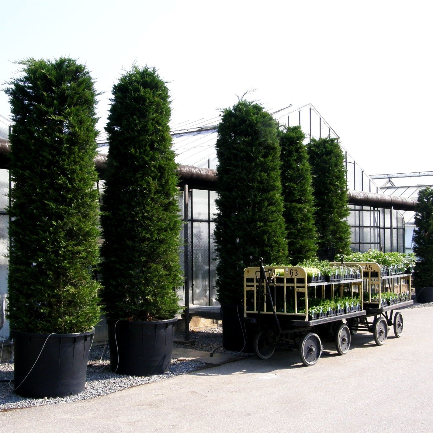 Grüne Leyland-Zypresse (Cupressocyparis leylandii)