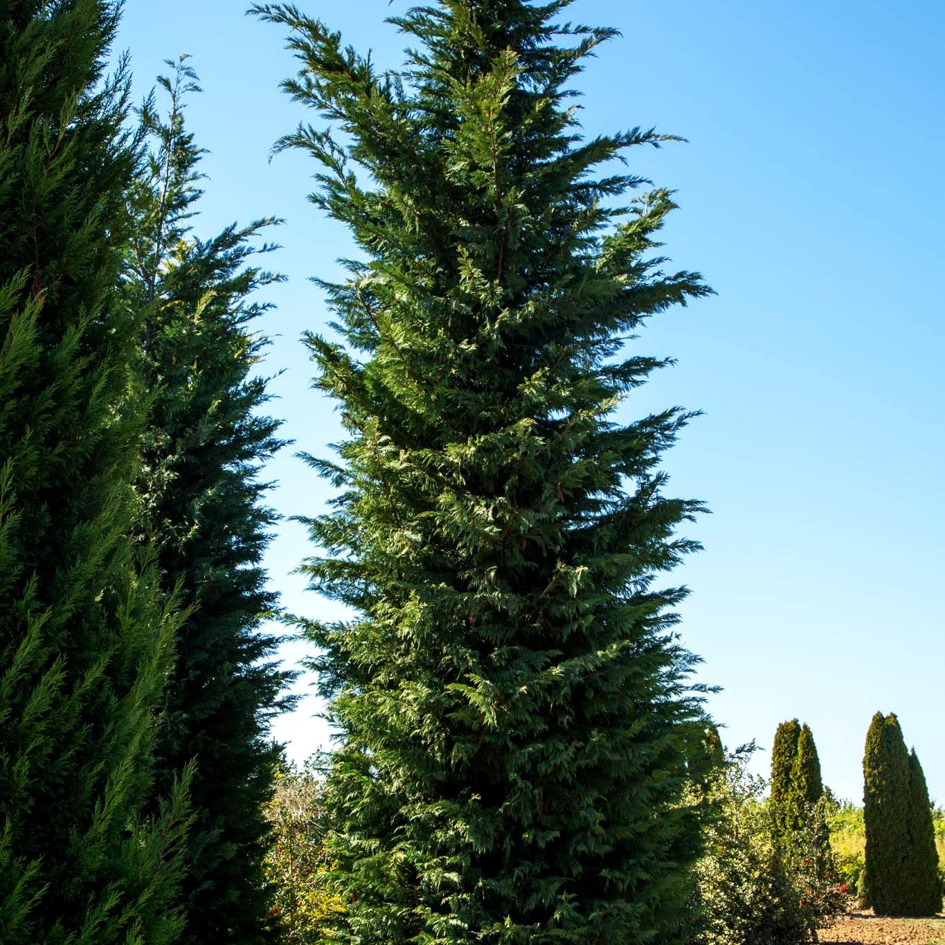 Grüne Leyland-Zypresse (Cupressocyparis leylandii)