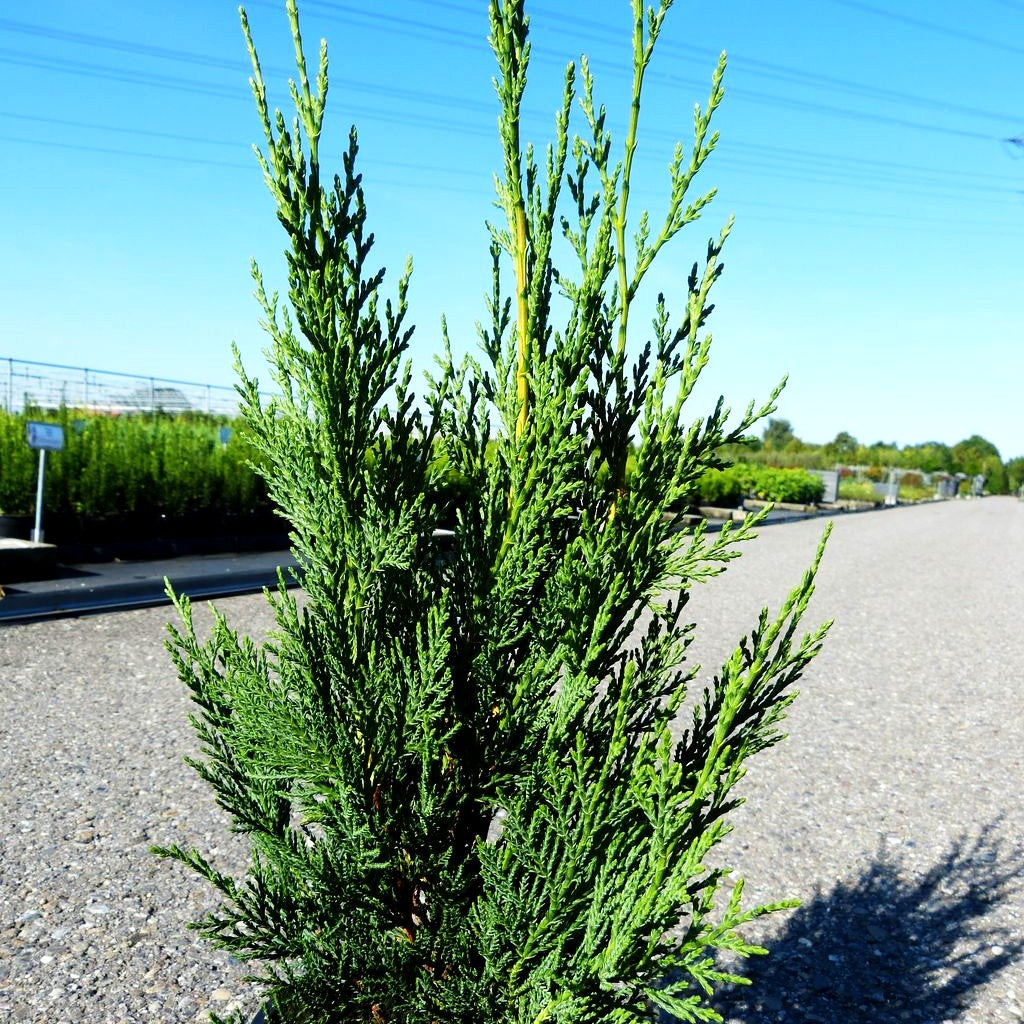 Grüne Leyland-Zypresse (Cupressocyparis leylandii)