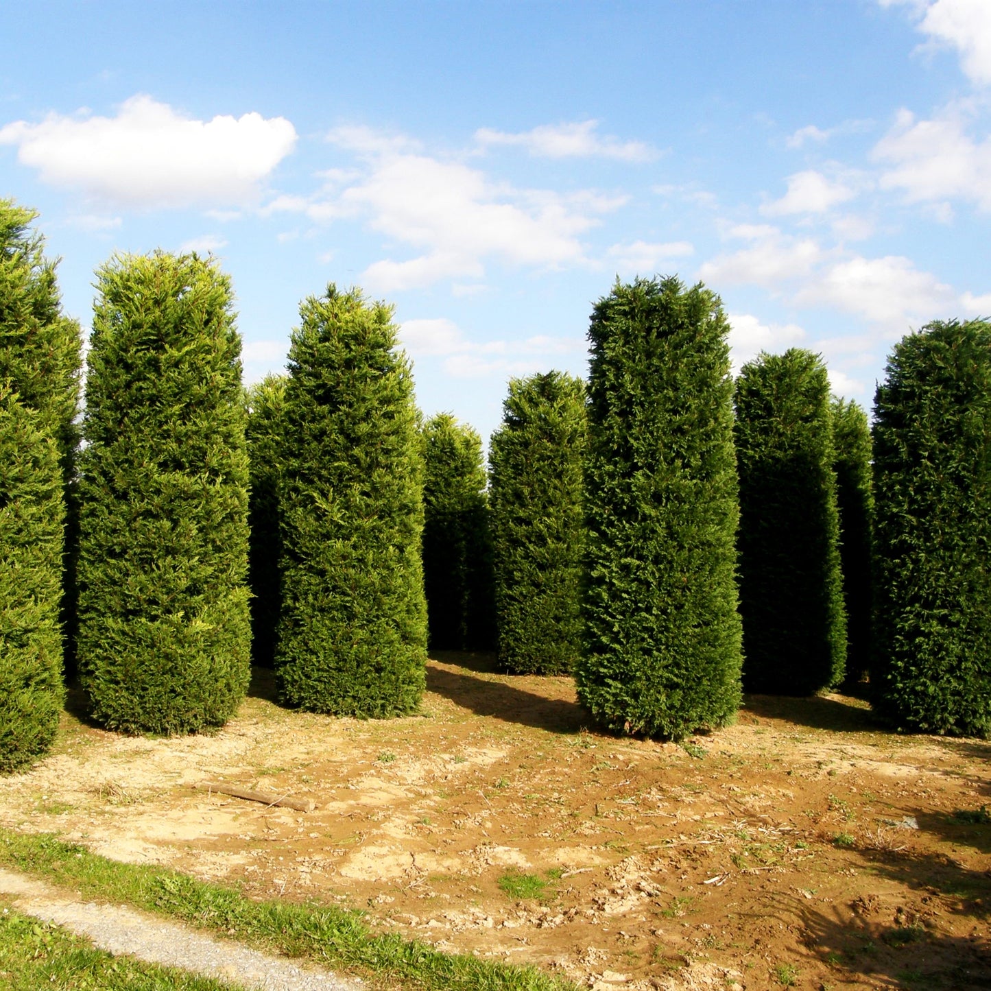Grüne Leyland-Zypresse (Cupressocyparis leylandii)